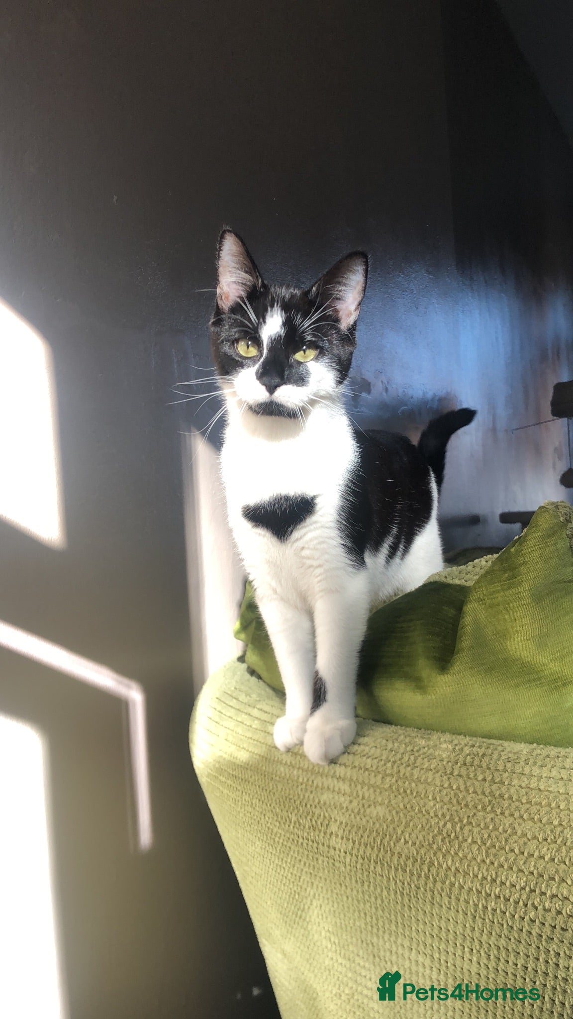 Mixed Breed cats Female cat for good home  - Advert 1