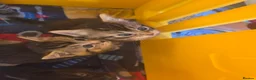 Mixed Breed cats for sale: Little kittens  - Advert 11