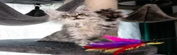 Maine Coon cats for sale: STUNNING PEDIGREE MAINE COON KITTENS - Advert 11