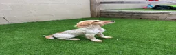 Cocker Spaniel dogs for sale: Cocker spaniel 14 weeks old in Porth - Advert 2