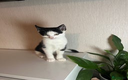 Ocicat cats for sale: Kitten for sale - Image 3