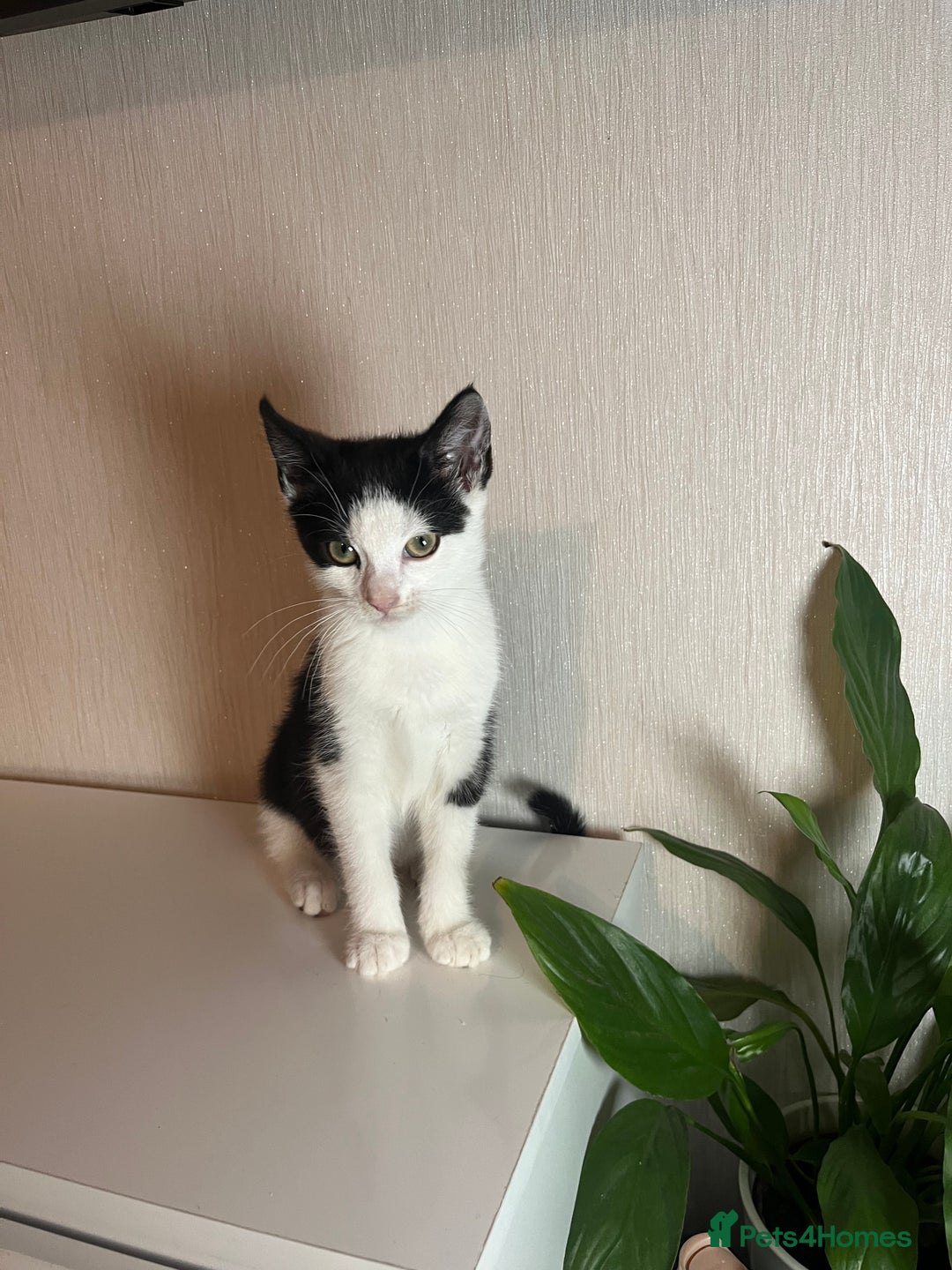 Ocicat cats for sale: Kitten for sale - Image 3