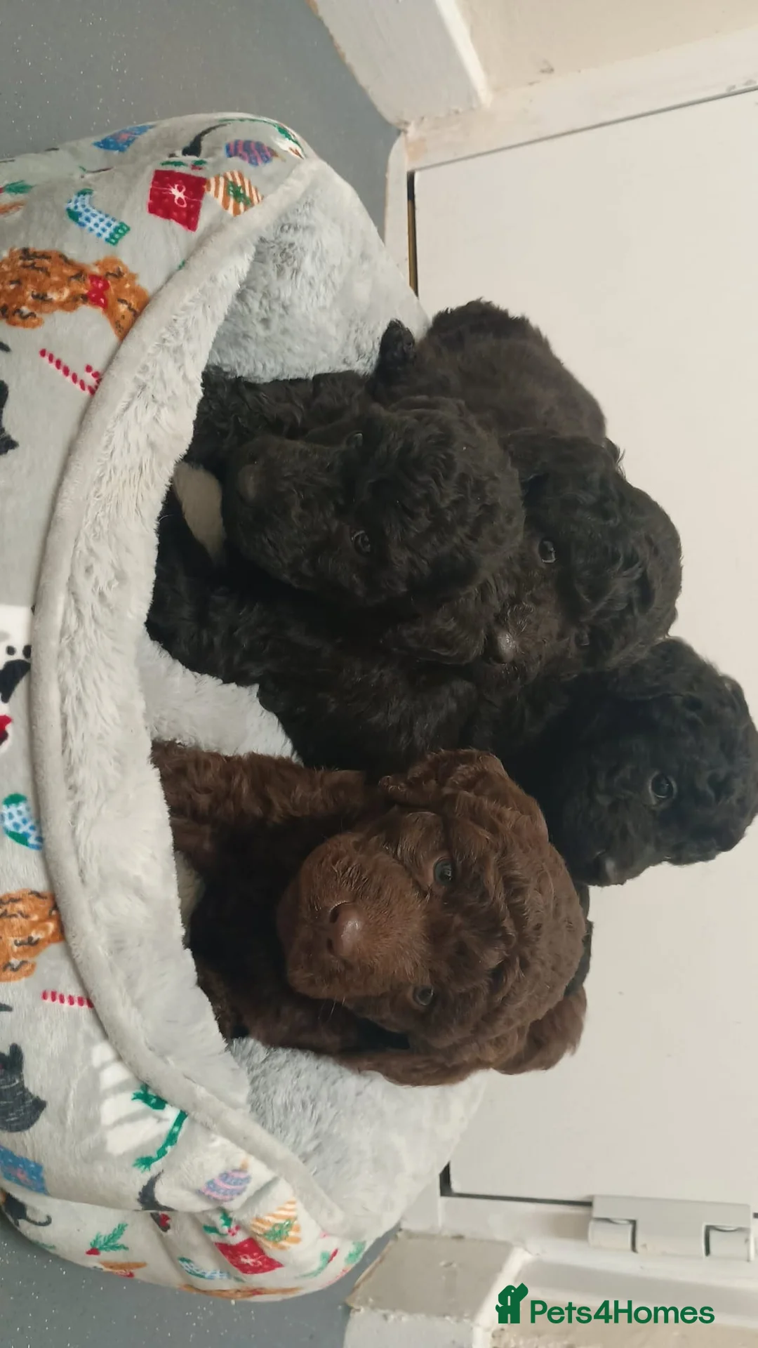 Goldendoodle dogs for sale: 4 Beautiful Goldendoodle pups, 4 months old - Advert 2