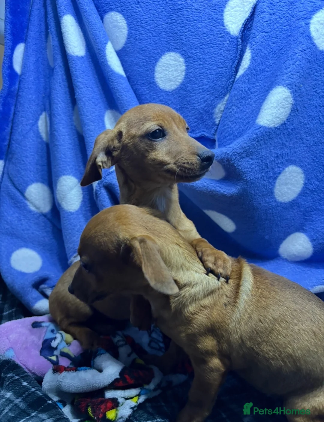 Jackshund dogs for sale: Dauchund x jack russle  in Wokingham - Advert 6