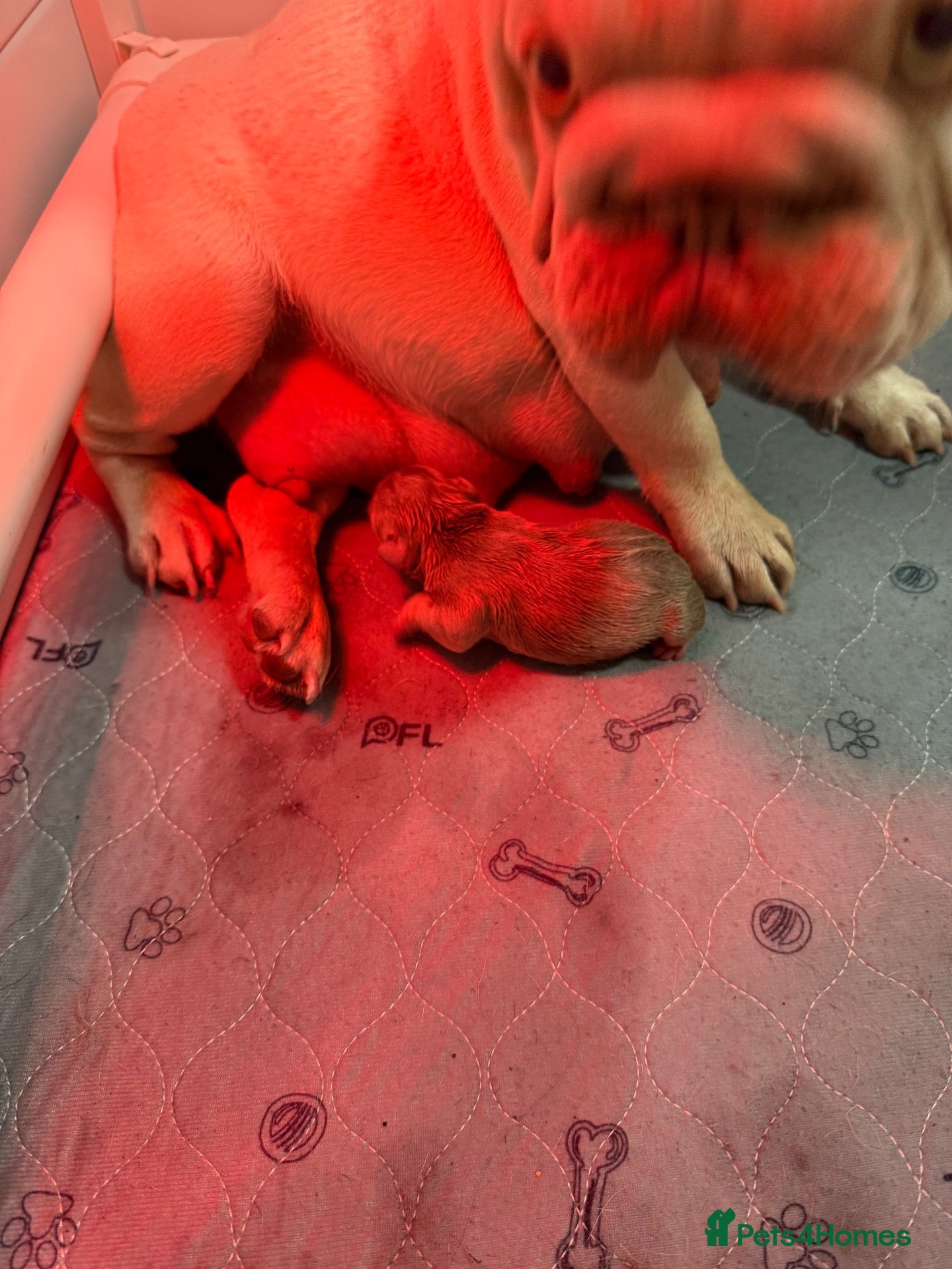 French Bulldog dogs New Shades Puppies/ DNA 🧬 Tested Parents  - Advert 1