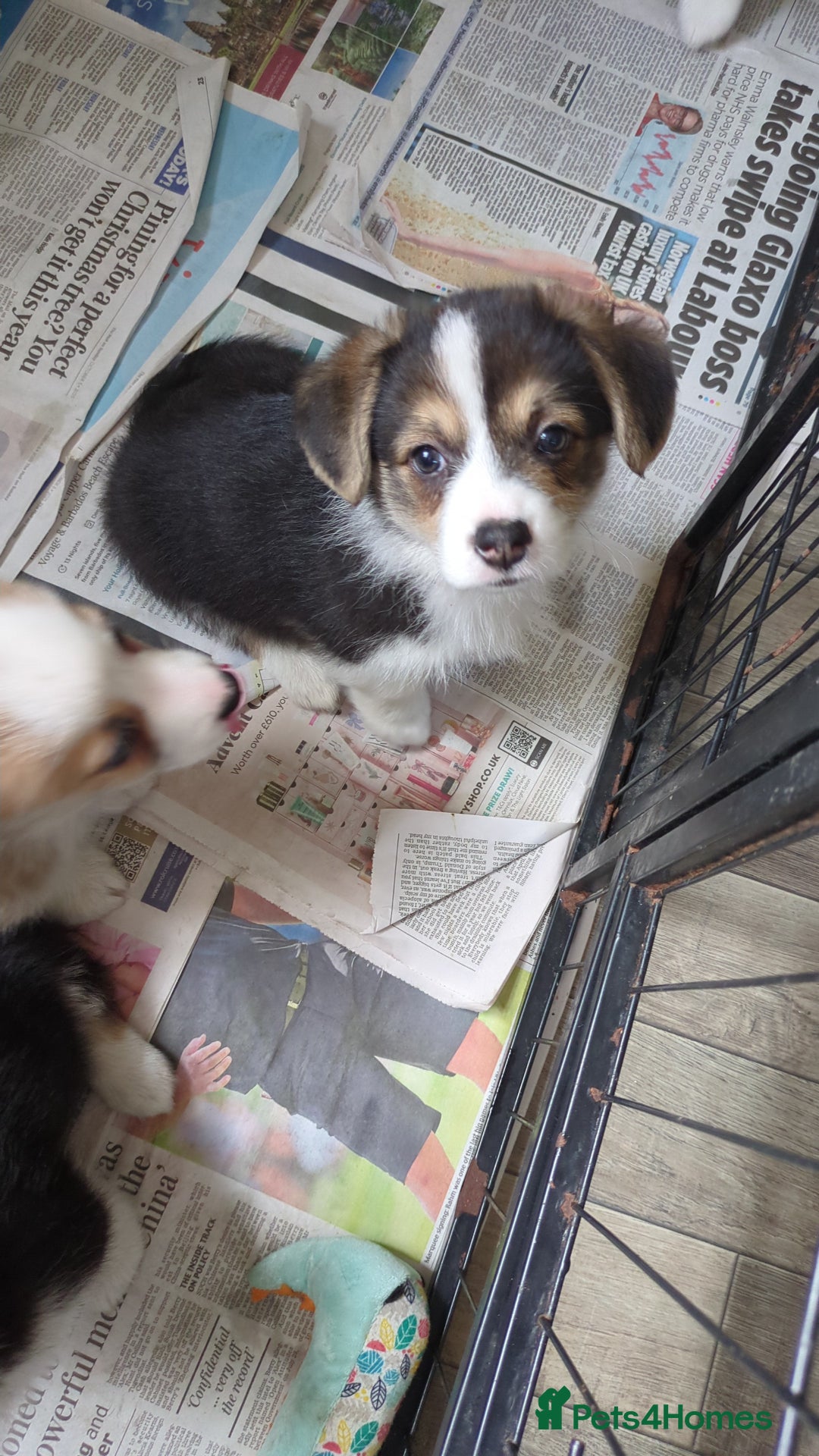 Welsh Corgi Pembroke dogs for sale: Well bred pembs pups DNA clear DM,eic, Vwd ,pra - Image 8