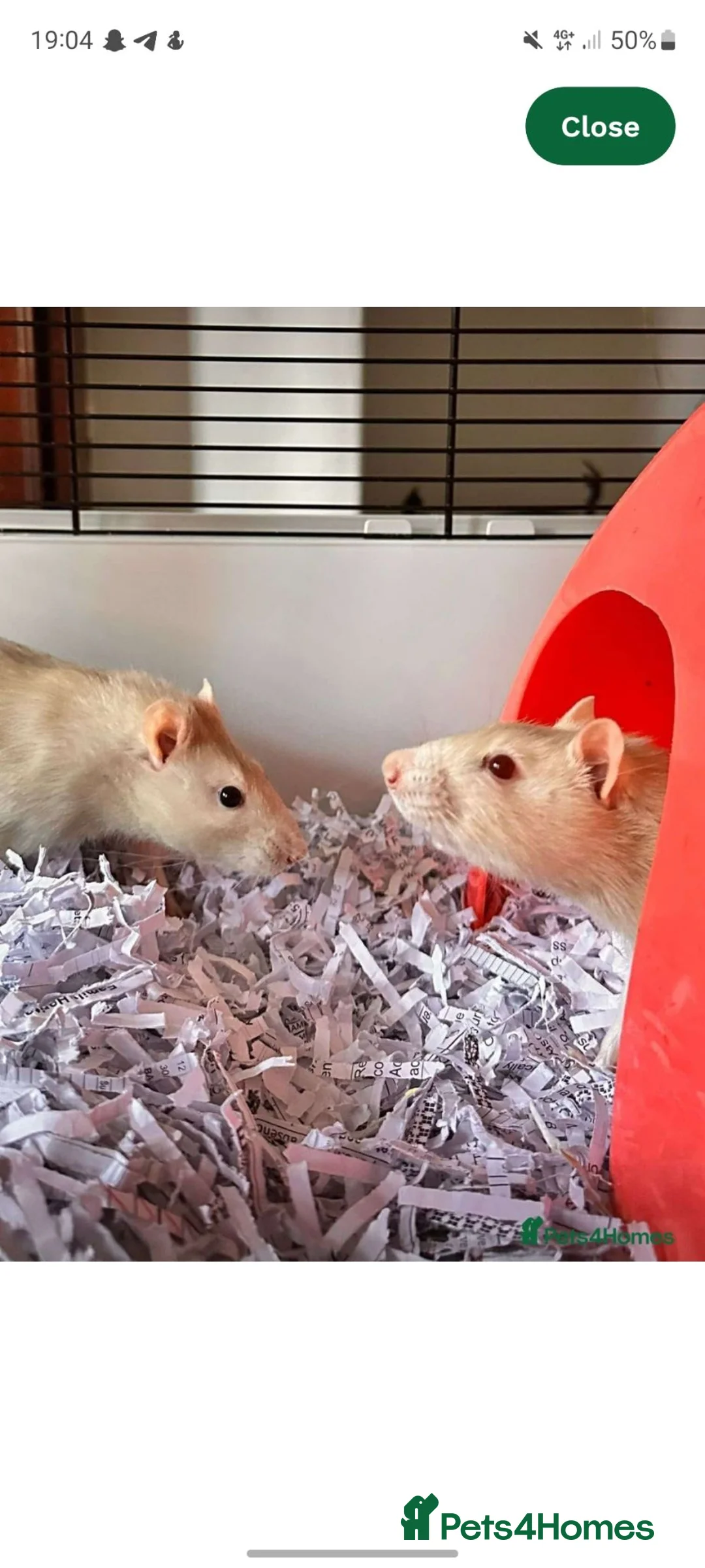 Rat rodents for sale: 2 male bonded rats - Advert 4