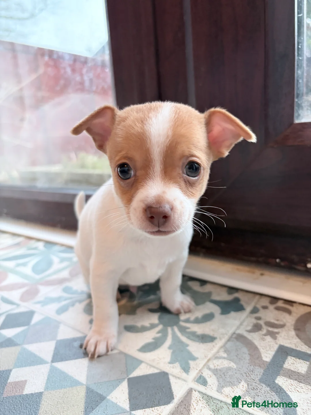 Mixed Breed dogs for sale: Chi-Jack-Weenie puppies - Advert 9