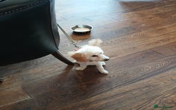 Cockapoo dogs for sale: 6 months old Apricot cocapoo for sale - Image 2