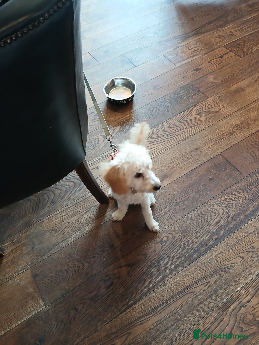 Cockapoo dogs for sale: 6 months old Apricot cocapoo for sale - Image 2