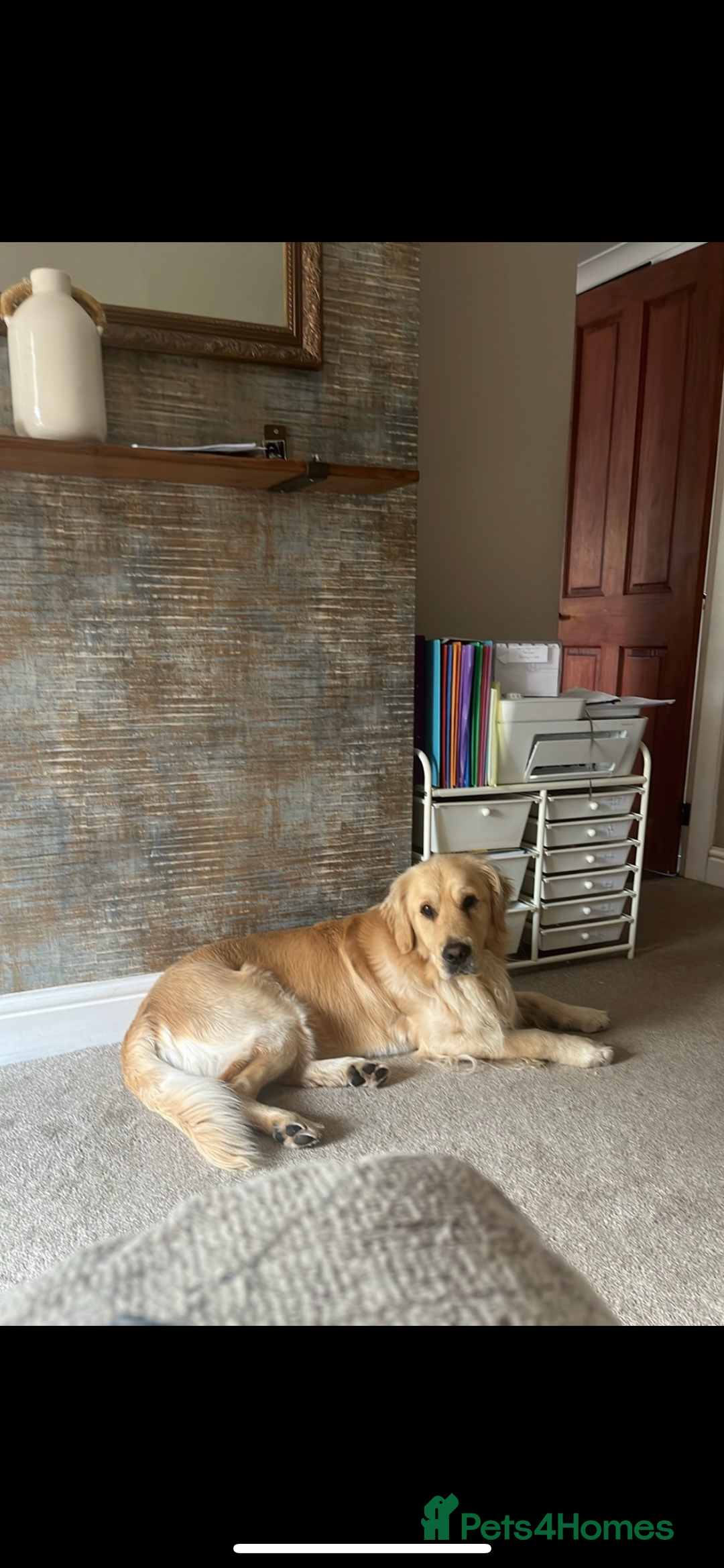 Golden Retriever dogs for sale: 2 year old kc registered male  - Advert 5