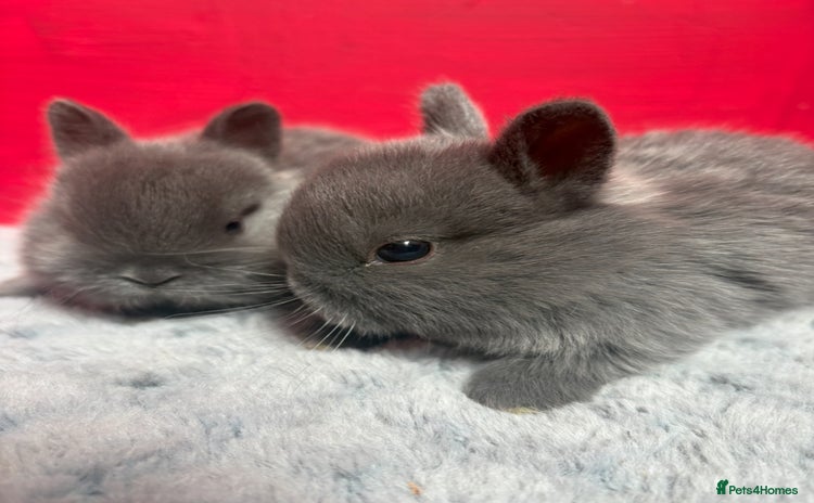 Netherland Dwarf rabbits - Advert 1