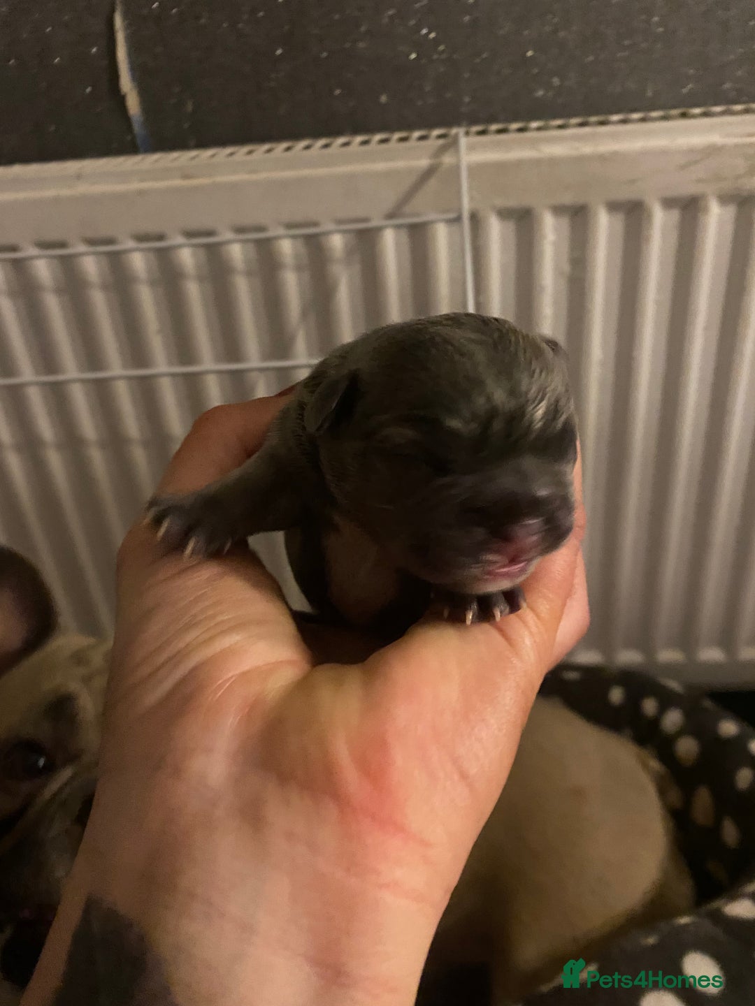 French Bulldog dogs for sale: Stunning french bulldog puppies - Advert 5