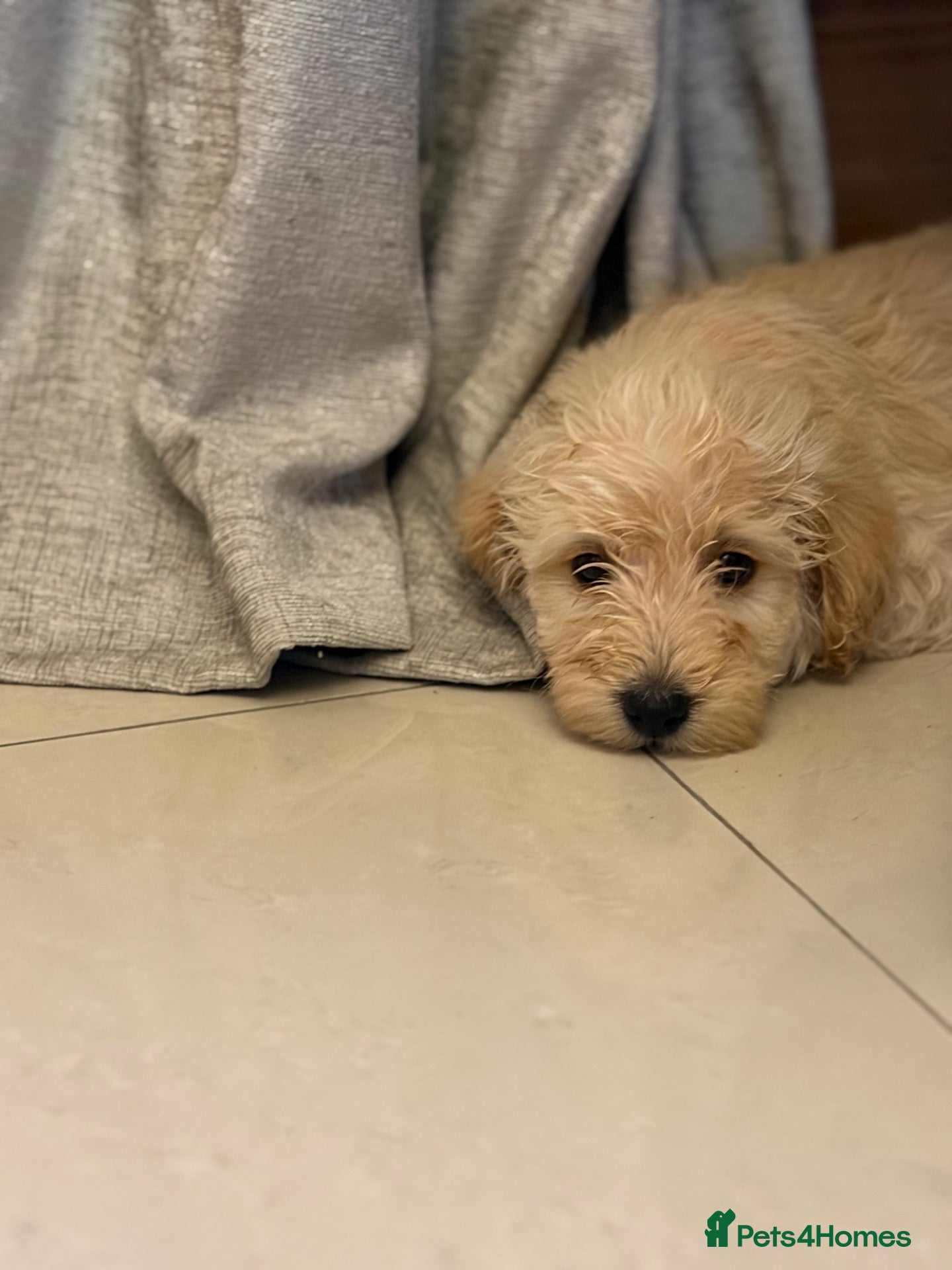 Westiepoo dogs 🐾THE CUTEST APRICOT WESTIEPOO PUPPIES🐾 - Advert 2