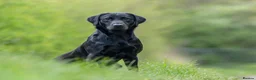 Labrador Retriever dogs for sale: 7 Labrador puppies available. 2 boys, 5 girls.  - Advert 7
