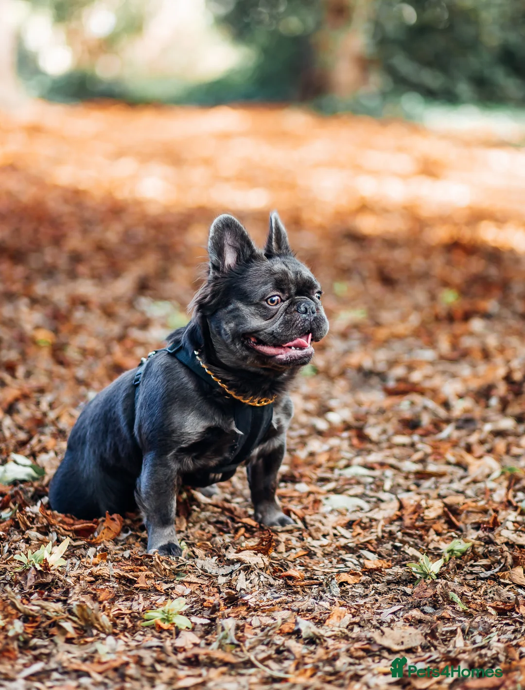 French Bulldog dogs for stud: 🔥🔥 PROVEN L1 & L4 BLUE VISUAL FLUFFY STUD 🔥🔥 in Feltham - Advert 19