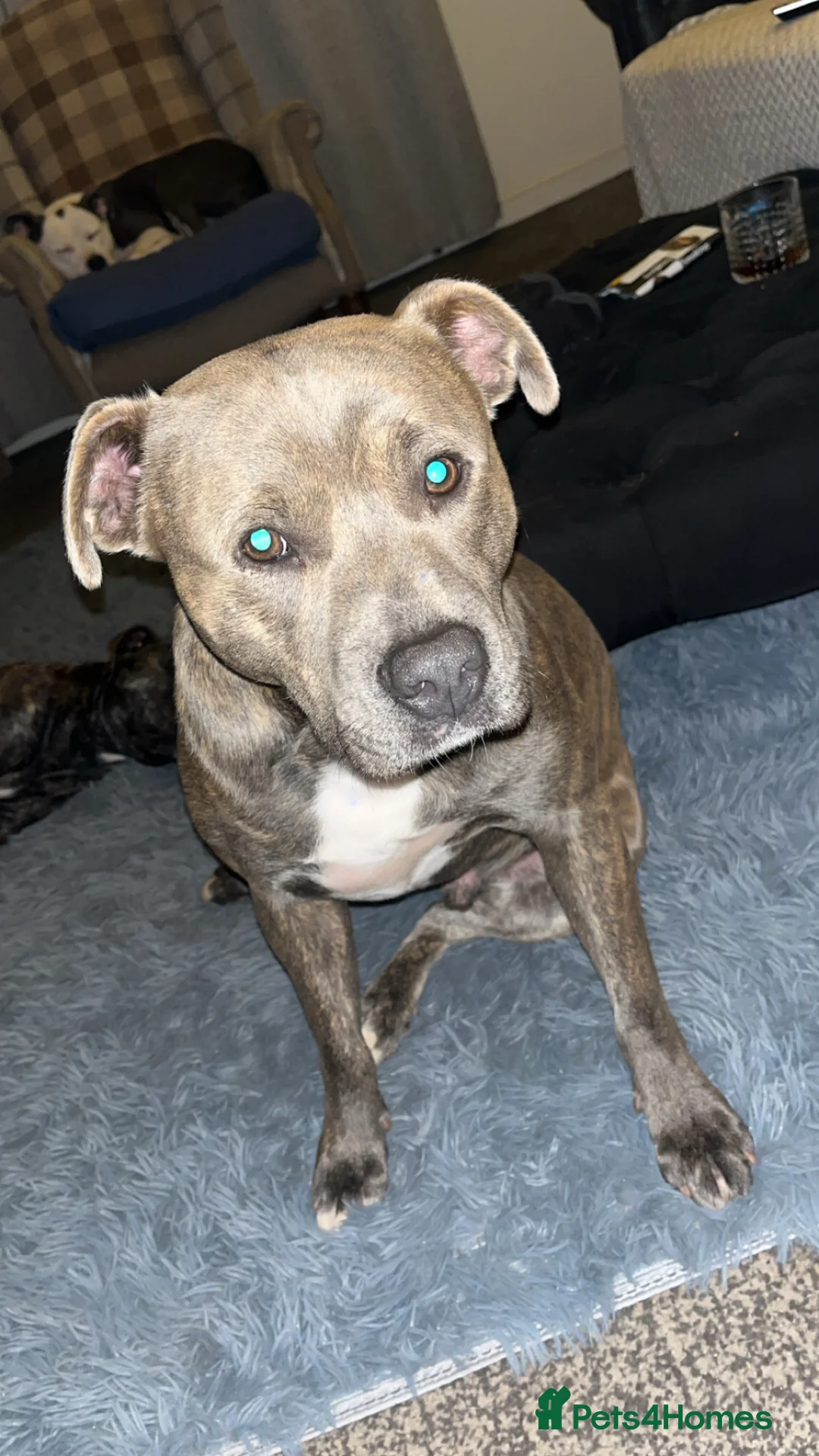 Staffordshire Bull Terrier dogs for sale: 2 years old staffy  in Rhyl - Advert 2