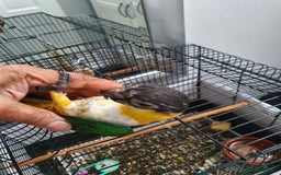 Parrots birds for sale: sold, sold, sold - Image 9