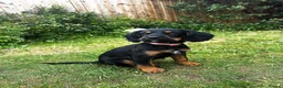 Mixed Breed dogs for sale: Little girl up for sale.  - Advert 3