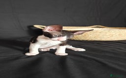 Cornish Rex cats for sale: Cornish Rex kitten  - Advert 4