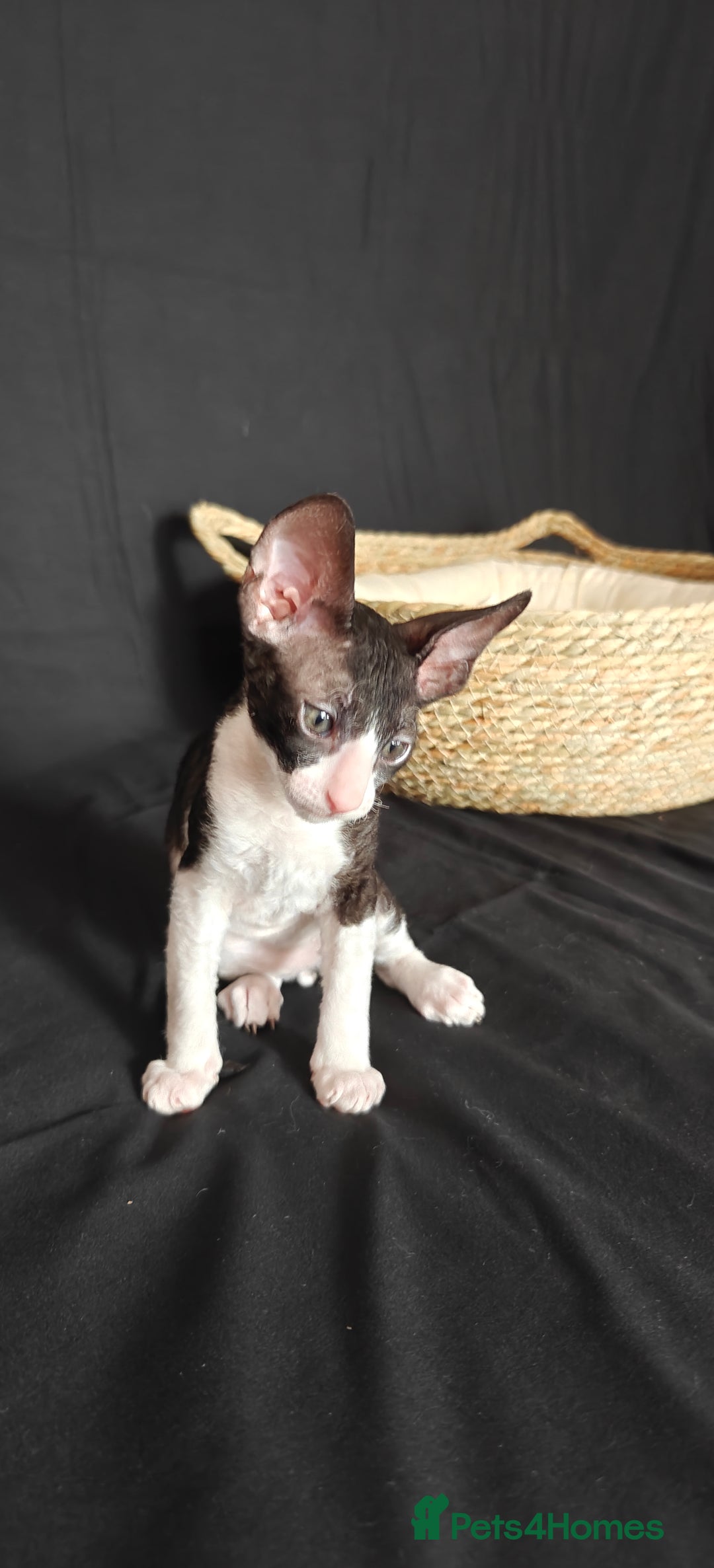 Cornish Rex cats for sale: Cornish Rex kitten  - Advert 4