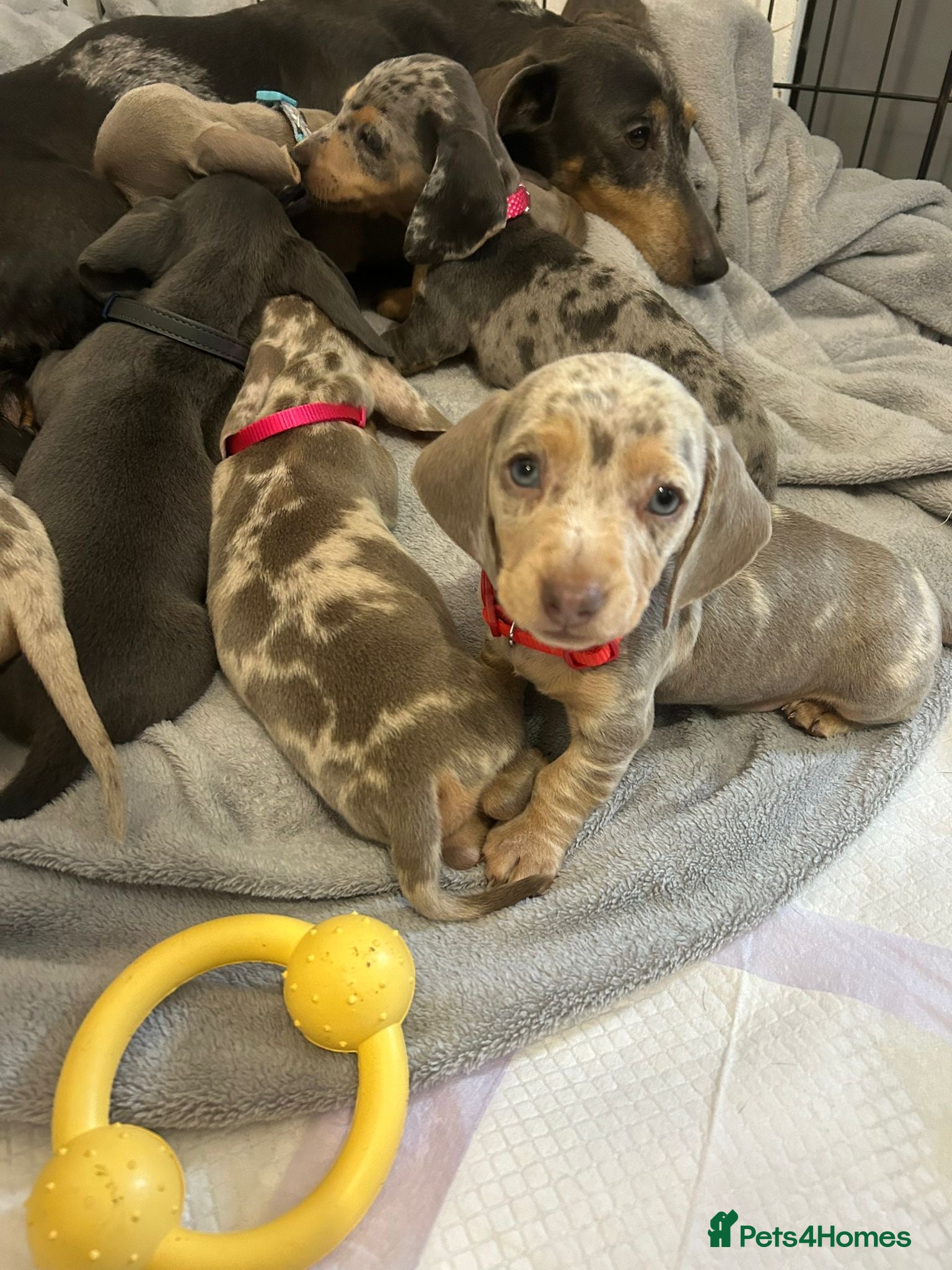 Miniature Dachshund dogs *LAST BOY* Tiny Chunky Miniature Dachshund  - Advert 1