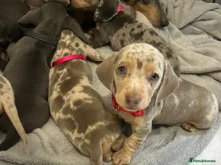 Miniature Dachshund dogs *LAST BOY* Tiny Chunky Miniature Dachshund - Advert 1