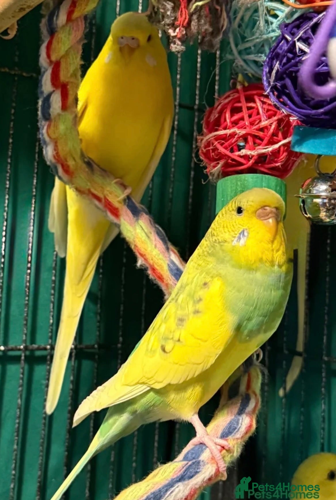 Budgerigars birds • Bonded pair — male & female young runcorn   ✅ - Advert 1