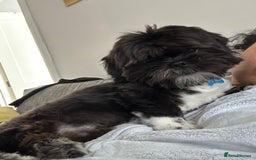 Shih Tzu dogs for sale: Teddy 5 months old Shih Tzu  - Image 3