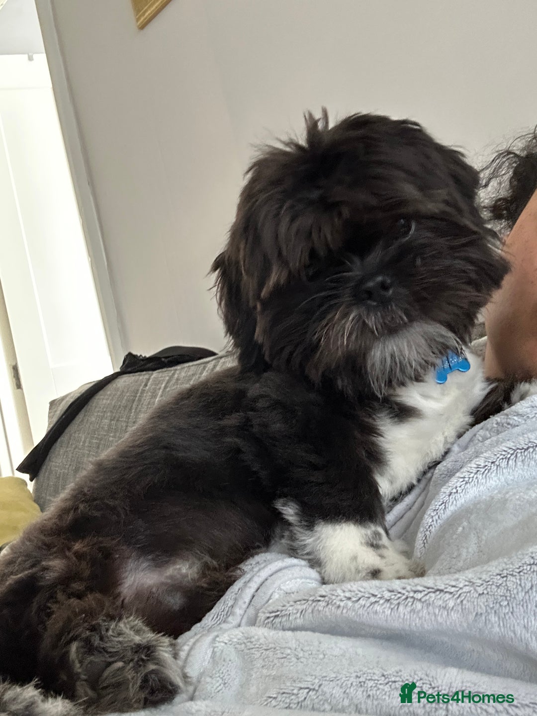 Shih Tzu dogs for sale: Teddy 5 months old Shih Tzu  - Image 3