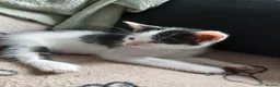 Mixed Breed cats for sale: Beautiful adorable little kitten - Advert 23