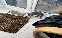 British Shorthair cats for sale: Two British shorthair kittens - Image 7