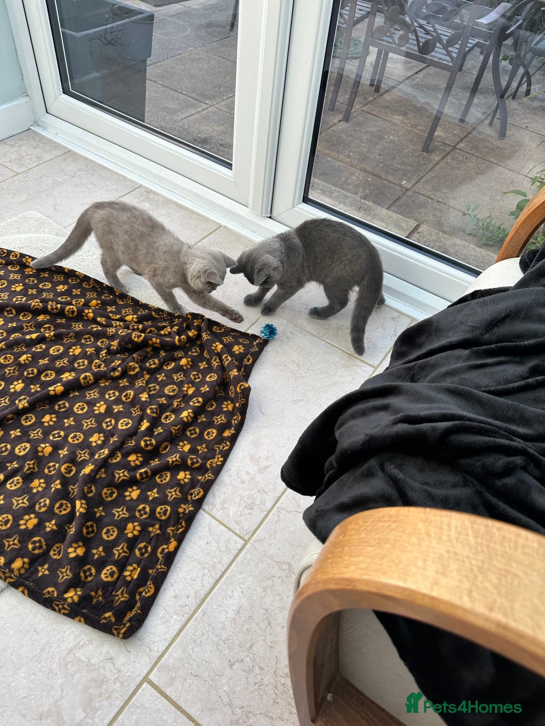 British Shorthair cats for sale: Two British shorthair kittens - Image 7