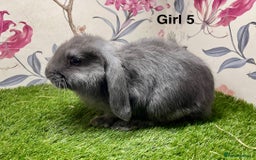 Mini Lop rabbits for sale: Mini lop baby rabbits  - Image 2
