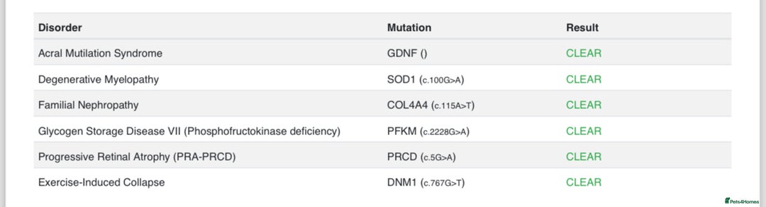 Cocker Spaniel dogs for sale: KC registered English cocker spaniels - Advert 3