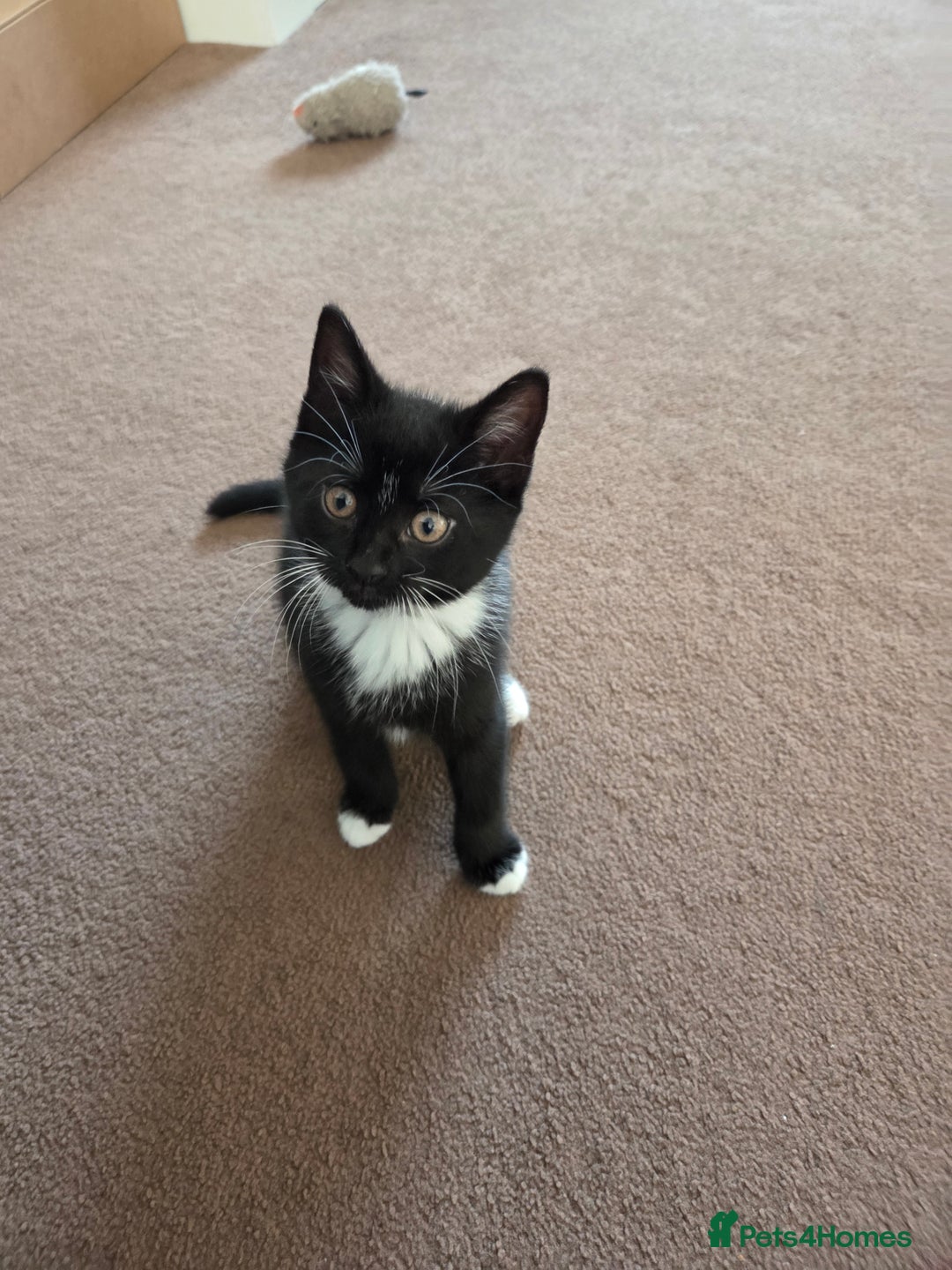 Mixed Breed cats for sale: Kittns  - Advert 3