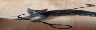 Maine Coon 4