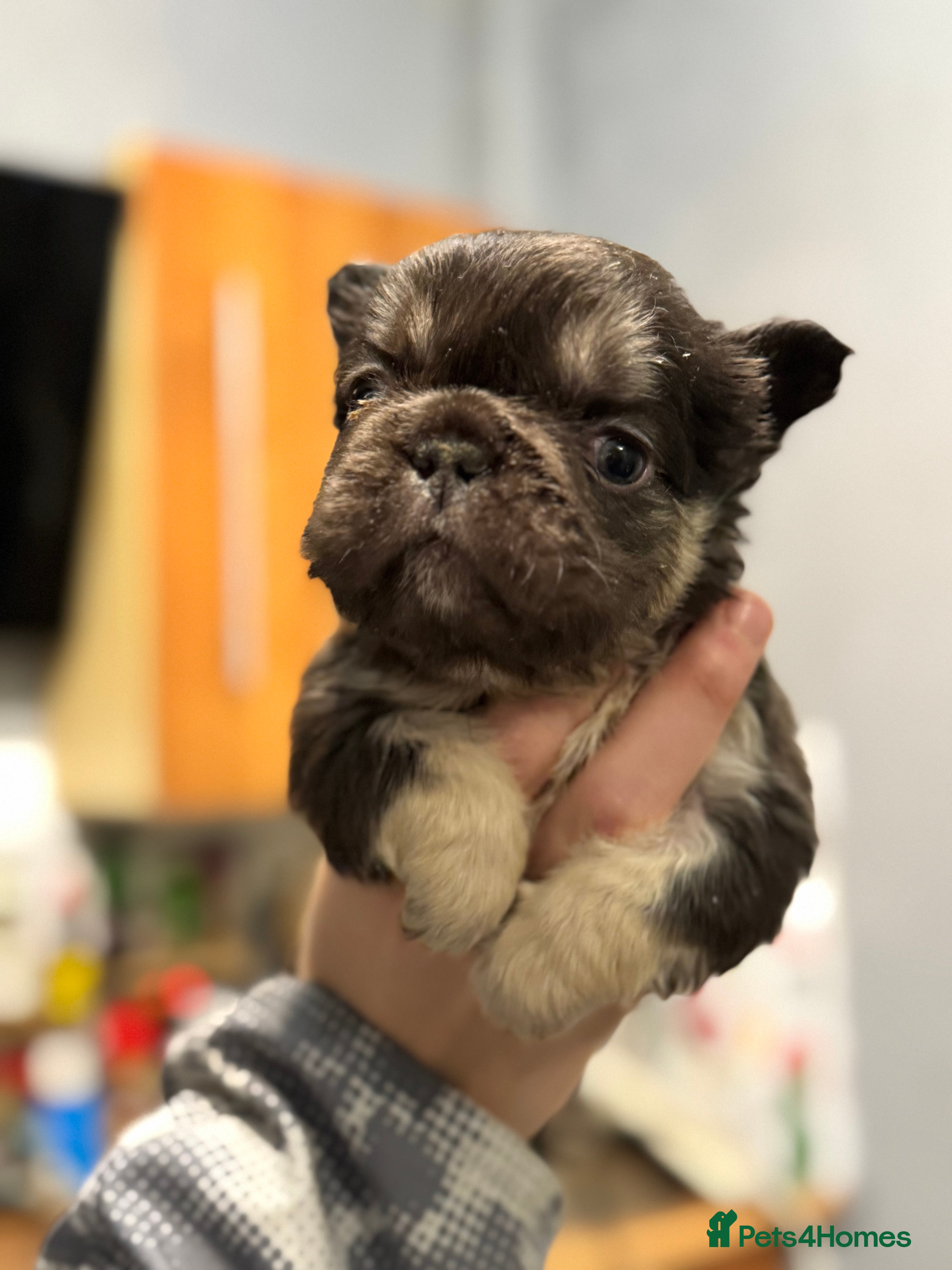 French Bulldog dogs 🩷🏡 Adorable🐶🐾fluffy French Bulldogs - Advert 2