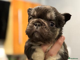 French Bulldog dogs 🩷🏡 Adorable🐶🐾fluffy French Bulldogs - Advert 15