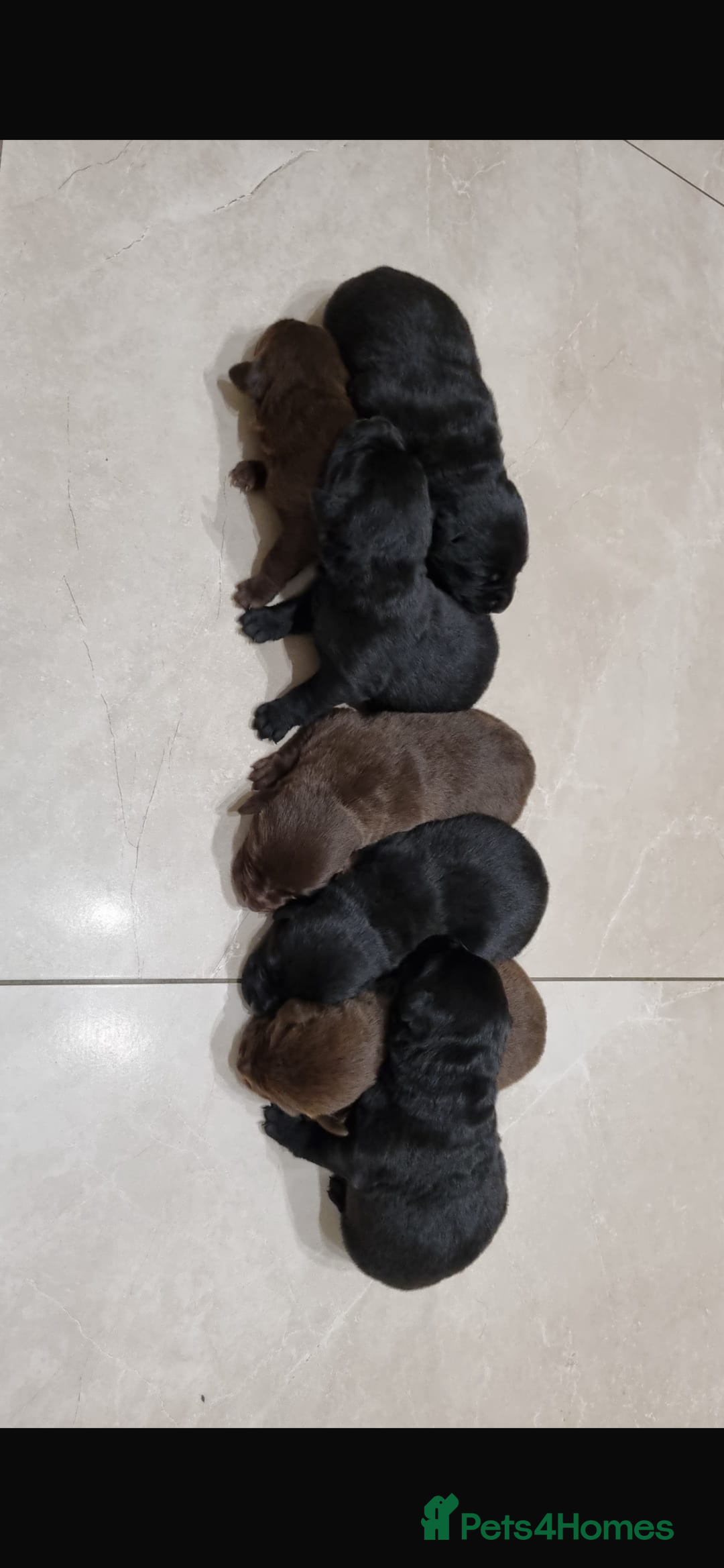 Borador dogs for sale: Beautiful Lab Collie Cross - Image 7