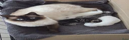 Mixed Breed cats for sale: blue eyed white fluffy cat in Cambridge - Advert 8