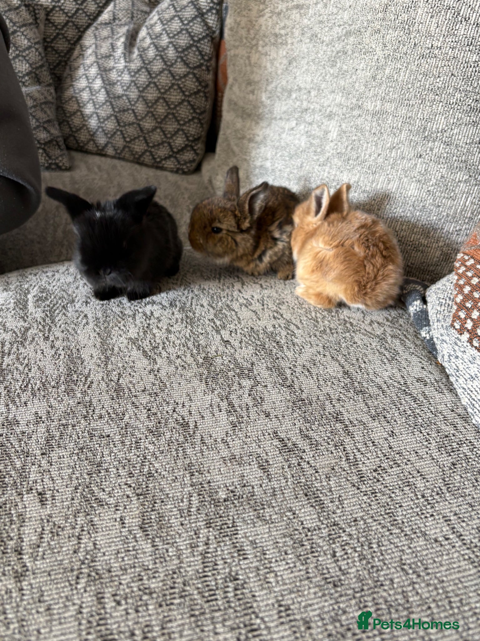 Mini Lop rabbits Baby rabbits  - Advert 16