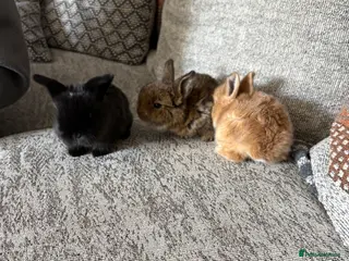 Mini Lop rabbits Baby rabbits - Advert 16