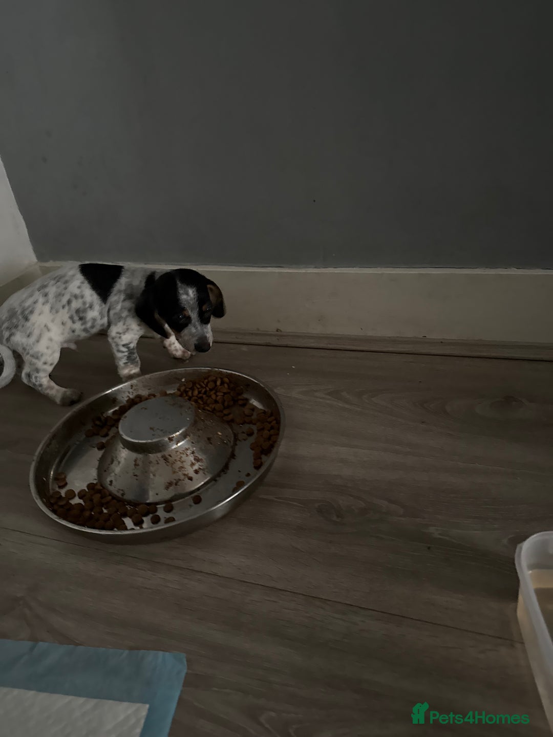 Mixed Breed dogs for sale: Doxipoo - Advert 6