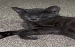 Mixed Breed cats for sale: 3 adorable mixed kittens – 2 females, 1 male - Image 18