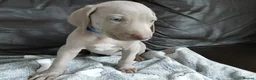 Weimaraner dogs for sale: Weimaraner puppies near Glasgow  - Advert 3