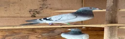 Pigeons birds for sale: Afghani pigeons & 6 Female Racing for Sale  in London - Advert 7