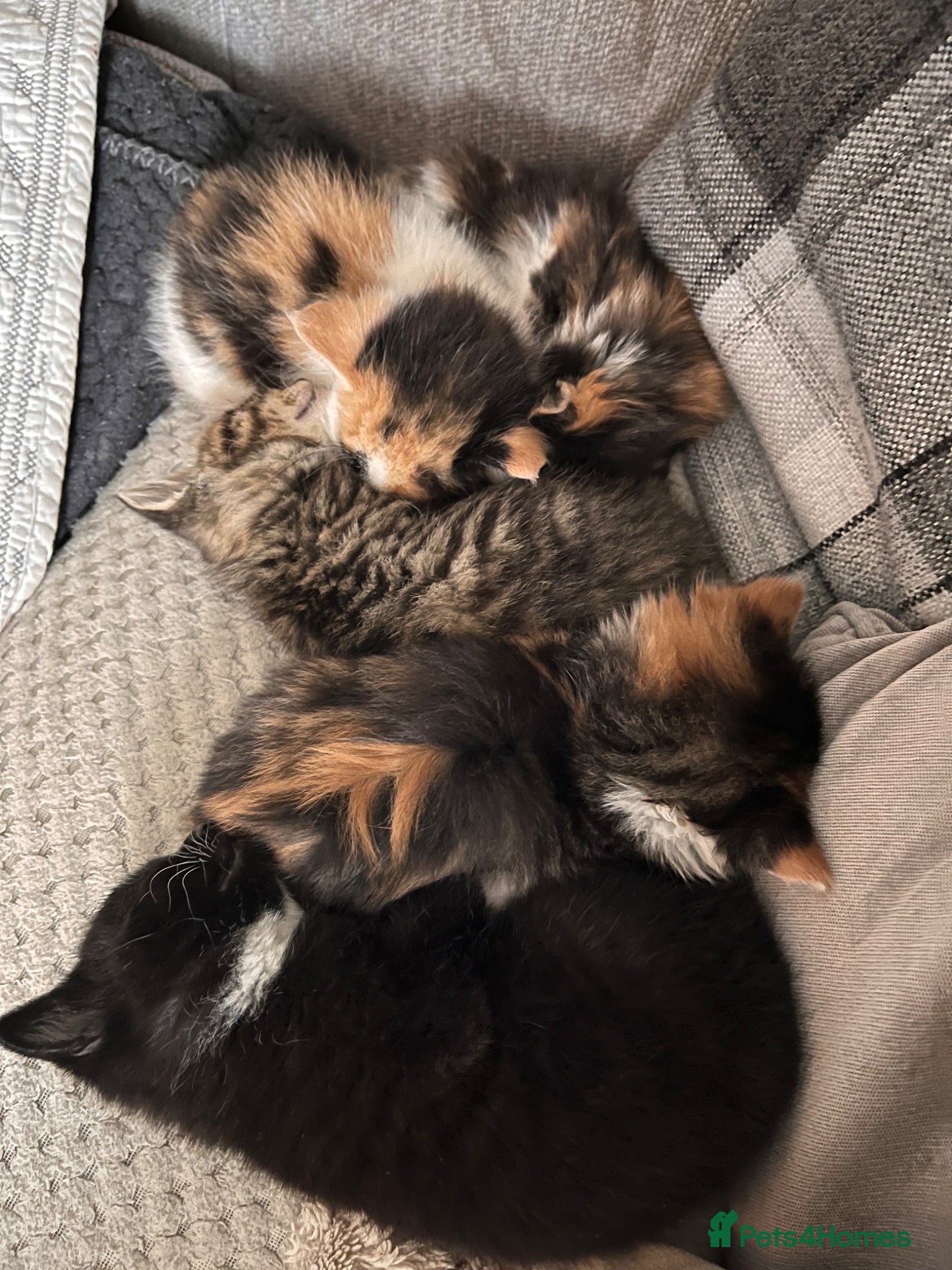 Mixed Breed cats 4 beautiful kittens  - Advert 2