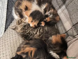 Mixed Breed cats 4 beautiful kittens - Advert 2