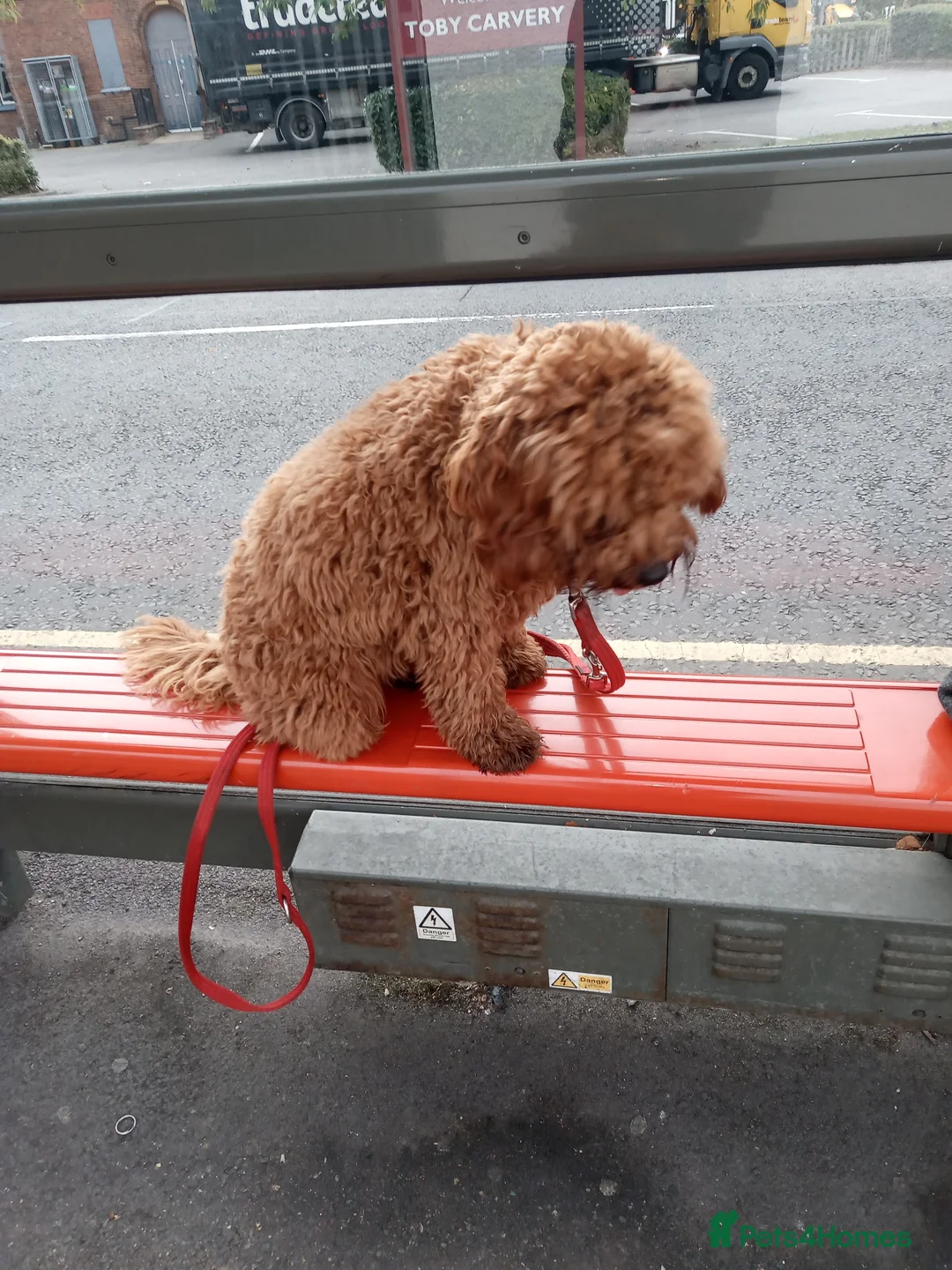 Cavapoo dogs for stud: NOW PROVEN Fully health tested cavapoo for stud in Ilkeston - Advert 4